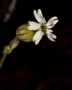 Silene douglasii 18-0587